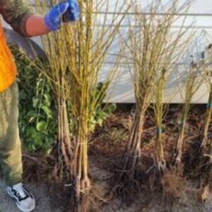 Морозоусточевые саженцы
ХУРМЫ сорта КАРАЛЁК И РОССИЯНКА  дают плоды на 5Год
В наличие :
3 летние 70-90см