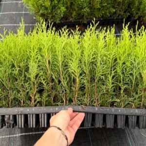 pueti de tue smaragd  144buc 20-25cm