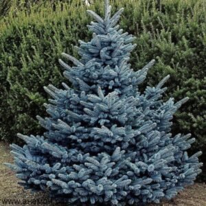 pueti de brad albastru  kaybab set 50buc