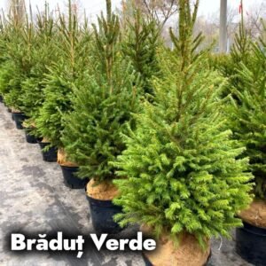 Bradut in ghiveci  160-220cm