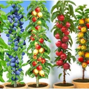 copaci fructiferi pitici set 5×5