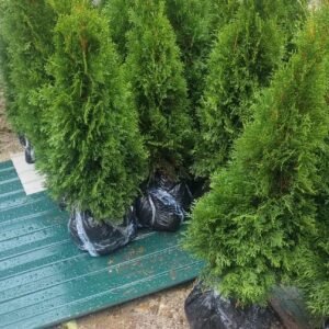 tuia smaragd 90-120cm