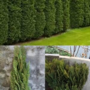 туй бробанта для живого забора 75-60см