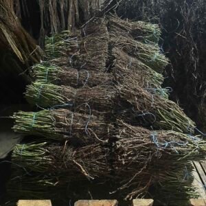 посадочный материал розы